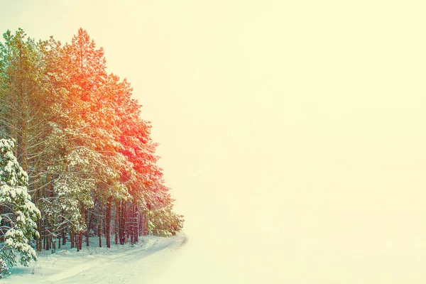 Gefrorener Winterwald Mit Schneebedeckten Bäumen — Stockfoto