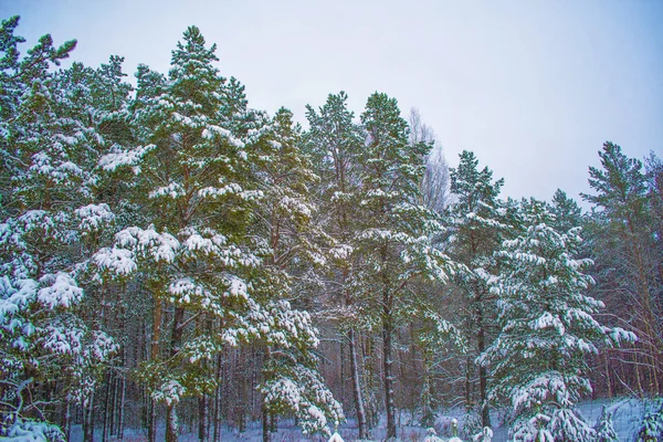 Bosque Invierno Congelado Con Árboles Cubiertos Nieve — Foto de Stock