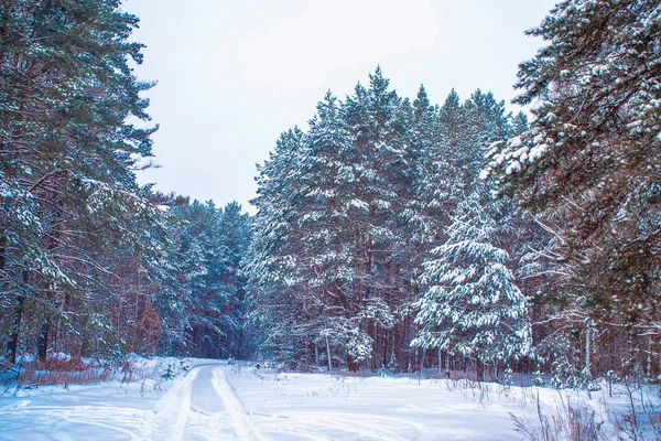 Gefrorener Winterwald Mit Schneebedeckten Bäumen — Stockfoto