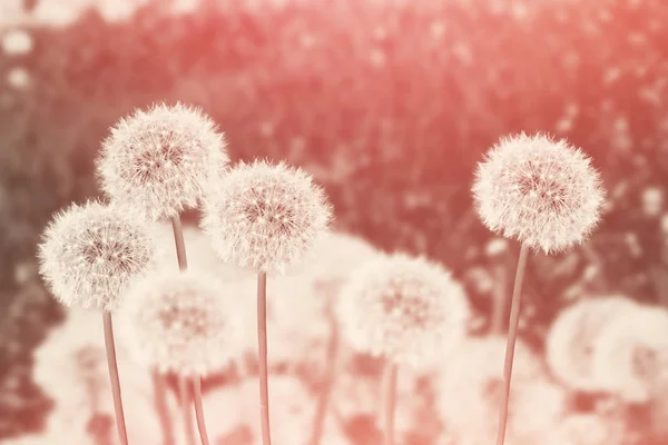 夏の風景を背景にしたふわふわのタンポポの花 — ストック写真