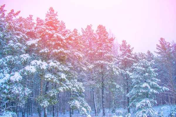 Floresta Inverno Congelada Com Árvores Cobertas Neve — Fotografia de Stock