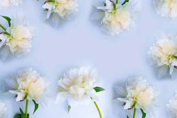 Bright Colorful Flowers Peonies Natural Floral Background — Stock Photo, Image