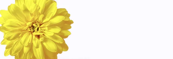 Fleur Lumineuse Colorée Dahlia Isolé Sur Fond Blanc — Photo