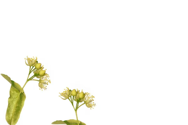 白い背景に分離されたカラフルなシナノキの花 — ストック写真