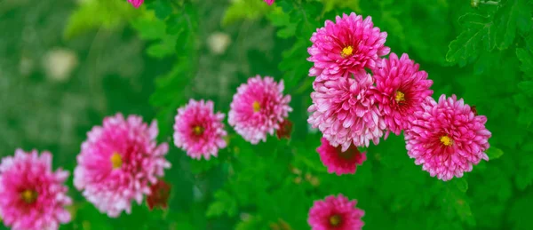 Coloridas Flores Crisantemo Sobre Fondo Del Paisaje Otoñal —  Fotos de Stock