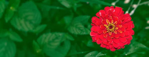 화려한 꽃이을 — 스톡 사진