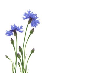 Beyaz arka planda yaban çiçeği.