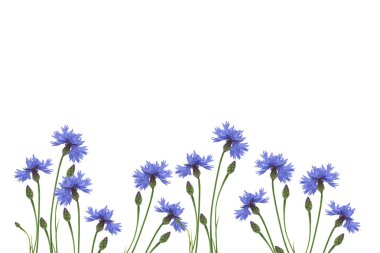 Beyaz arka planda yaban çiçeği.