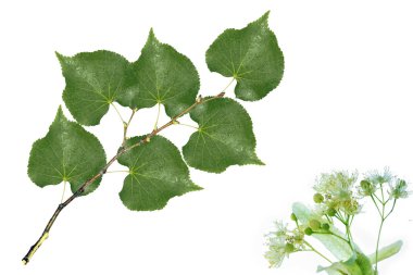 Beyaz arka plan üzerinde izole renkli ıhlamur çiçek.