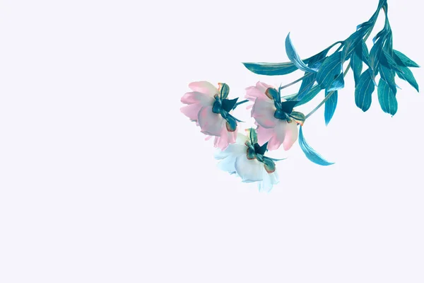 Барвиста яскрава квіткова півонія — стокове фото
