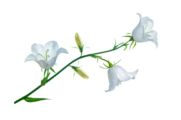 Flor Sino Colorido Brilhante Fundo Branco Fundo Floral — Fotografia de Stock