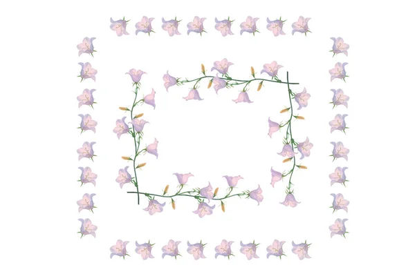 Beyaz Bir Arka Plan Üzerinde Parlak Renkli Bellflow Çiçek Çiçek — Stok fotoğraf