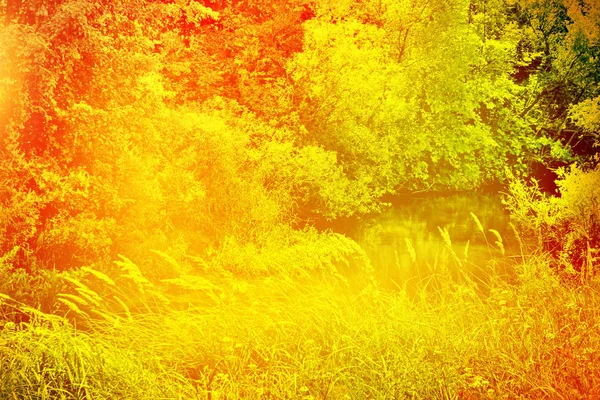 Herfst Landschap Met Heldere Kleurrijke Bladeren Indian Summer — Stockfoto