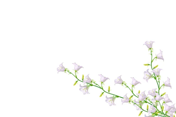 Ljusa Färgglada Bellflow Blomma Vit Bakgrund Blommig Bakgrund — Stockfoto