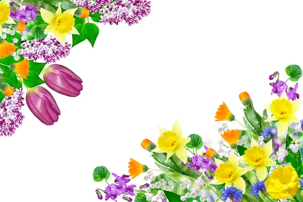 Ljusa Färgglada Bellflow Blomma Vit Bakgrund Blommig Bakgrund — Stockfoto