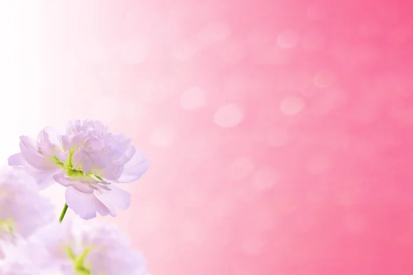 Leuchtende und farbenfrohe Blumenglocken. Floraler Hintergrund. — Stockfoto