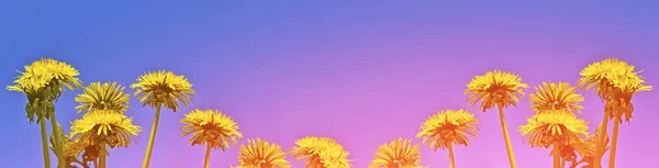 Fluffy Dandelion Flower Background Summer Landscape — Stock Photo, Image