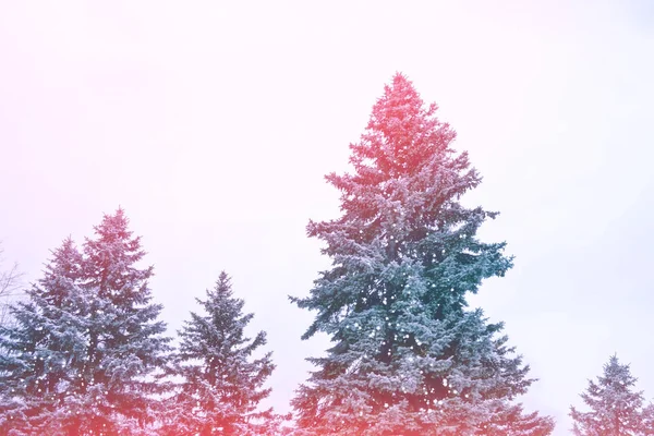Κατεψυγμένα Χειμερινά Δάση Χιονισμένα Δέντρα — Φωτογραφία Αρχείου