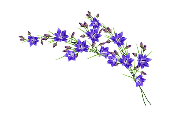 Leuchtend Bunte Glockenblume Auf Weißem Hintergrund Floraler Hintergrund — Stockfoto