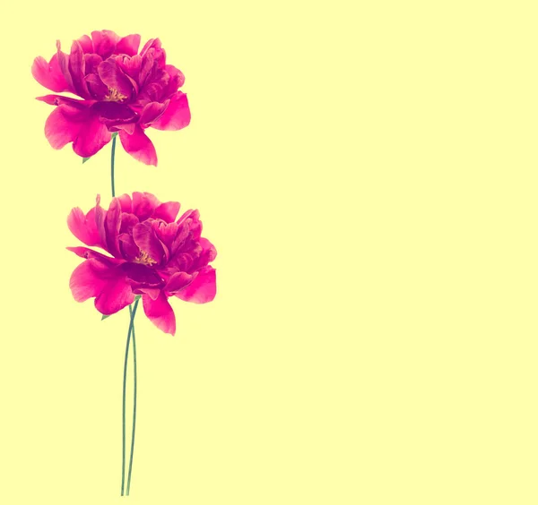 Fényes Színes Virágos Bazsarózsa Természetes Virágos Háttér — Stock Fotó