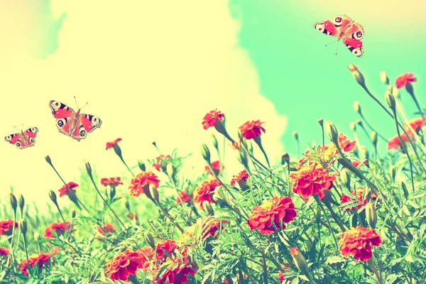 Kleurrijke Heldere Bloemen Goudsbloem Tegen Achtergrond Van Het Zomerlandschap — Stockfoto
