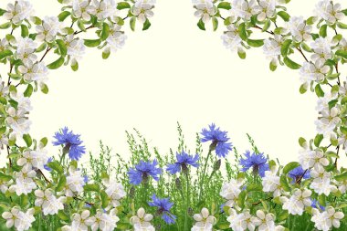 Tarla çiçeği mavi çiçekleri yaz manzarasının arka planında.