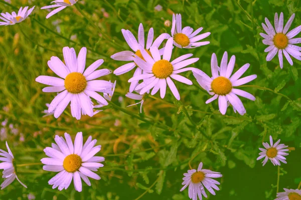 Desfocado Flores Margarida Brilhantes Brancas Contexto Paisagem Verão — Fotografia de Stock
