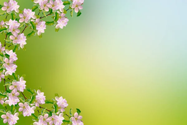Blühende Zweigkirsche Leuchtend Bunte Frühlingsblumen — Stockfoto