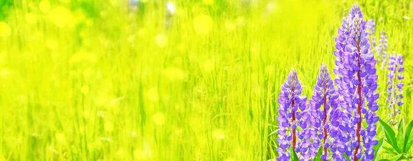 Zomer Landschap Met Mooie Heldere Lupine Bloemen — Stockfoto