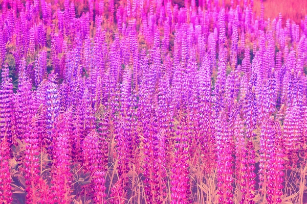 Verschwommener Natürlicher Floraler Hintergrund Sommerlandschaft Mit Schönen Leuchtenden Lupinenblüten — Stockfoto