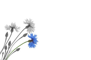 Beyaz arka planda yaban çiçeği.