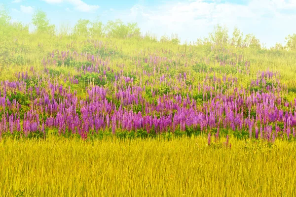 Verschwommener Natürlicher Floraler Hintergrund Sommerlandschaft Mit Schönen Leuchtenden Lupinenblüten — Stockfoto