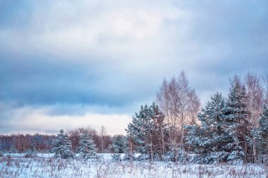 Karla kaplı ağaçlarla donuk kış ormanı.