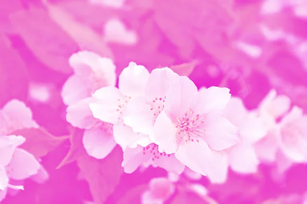 Білий Жасмин Гілка Ніжних Весняних Квітів — стокове фото