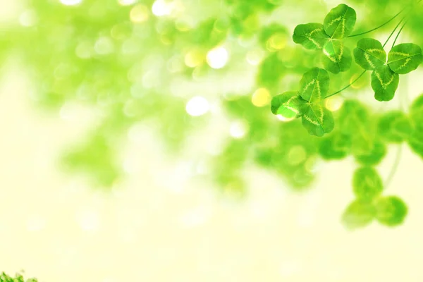 Зеленый Клевер Листья Фоне Летнего Пейзажа День Святого Патрика — стоковое фото
