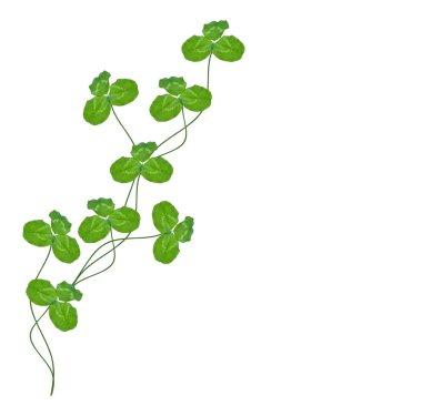 Yeşil yonca izole üzerinde beyaz arka plan bırakır. St.Patrick'ın gün