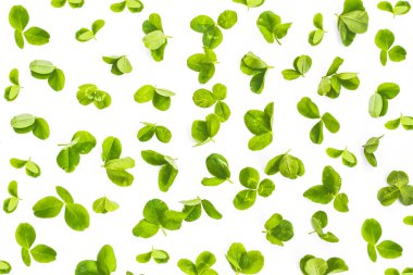 Yeşil yonca izole üzerinde beyaz arka plan bırakır. St.Patrick'ın gün