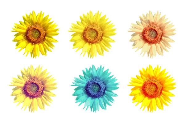 Helle Bunte Sonnenblumenblume Isoliert Auf Weißem Hintergrund — Stockfoto