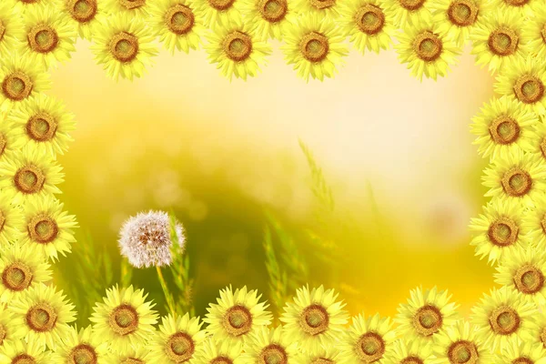 Fluffy Dandelion Flower Background Summer Landscape Sunflower — Stock Photo, Image