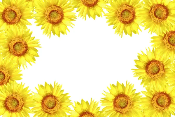 Φωτεινό Πολύχρωμο Λουλούδι Ηλιοτρόπιο Απομονώνονται Λευκό Φόντο — Φωτογραφία Αρχείου