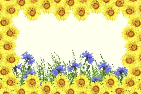 Campo Flores Aciano Azul Sobre Fondo Del Paisaje Verano Girasol —  Fotos de Stock