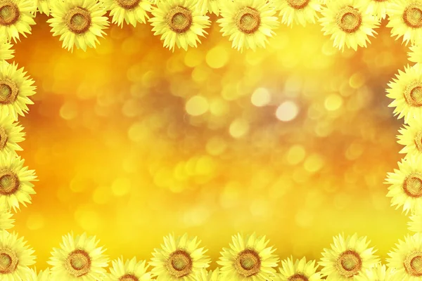 Natural Floral Background Bright Flowers Sunflowers Indian Summer — Stock Photo, Image