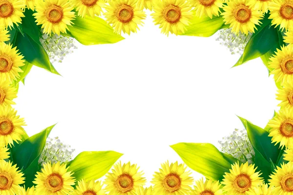 Lily Valley Flower White Background Sunflower — Stock Photo, Image