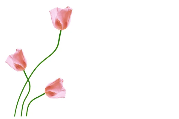 Doğal Çiçek Arka Plan Parlak Renkli Gelincikler Çiçekler — Stok fotoğraf