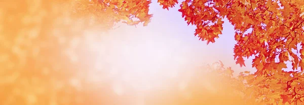 Jesienny Krajobraz Jasny Kolorowy Liści Babie Lato — Zdjęcie stockowe