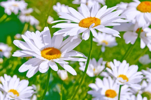 Desfocado Flores Margarida Brilhantes Brancas Contexto Paisagem Verão — Fotografia de Stock