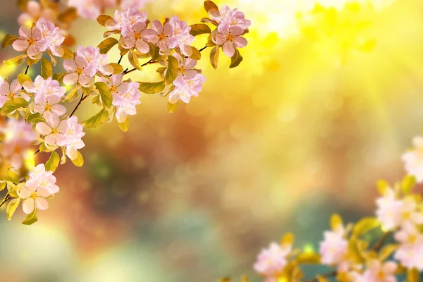 Kwitnąca Gałąź Wiśni Jasne Kolorowe Wiosenne Kwiaty Piękna Scena Natury — Zdjęcie stockowe