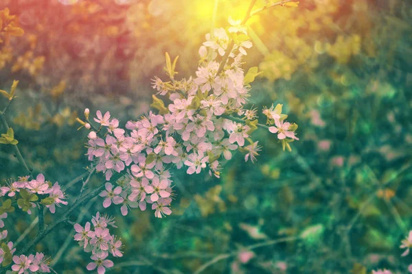 Bloeiend Tak Kers Heldere Kleurrijke Lentebloemen Prachtige Natuur — Stockfoto