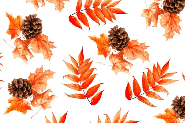 Helle Und Bunte Herbstblätter Auf Weißem Hintergrund — Stockfoto