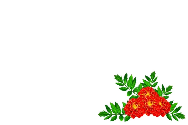 Beyaz Arka Plan Üzerinde Izole Marigolds Sonbahar Çiçekler — Stok fotoğraf